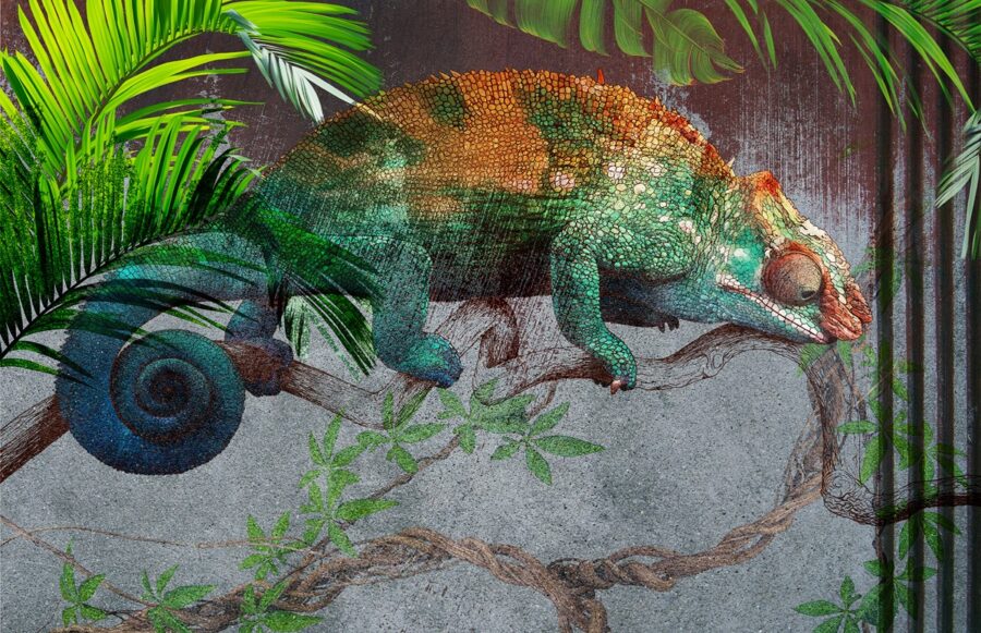 Fototapeta Zielony Kameleon
