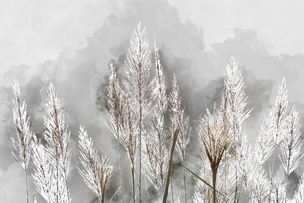 Fototapeta Mróz Na Roślinach_443806060' Fototapeta w zimowych kolorach idealna do salonu Mróz Na Roślinach - zdjęcie numer 2