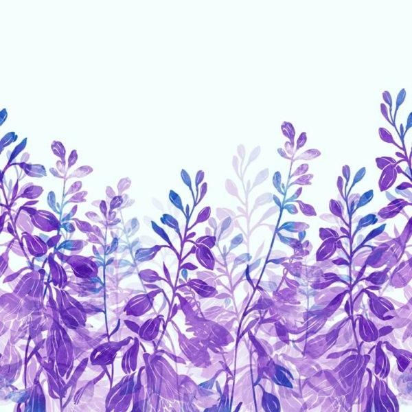 Freska Violetiniai augalai
