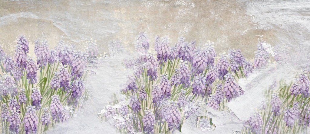 Fototapeta-Laka-Kwitnacych-Szafirkow-_504024837