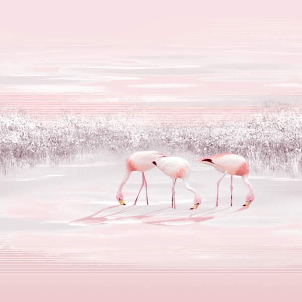 Sienų tapyba Trys flamingai