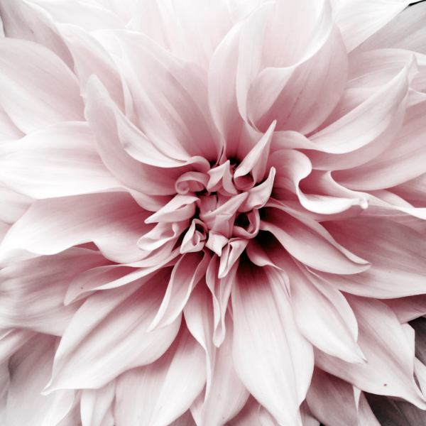 Tapety Flower v růžové barvě