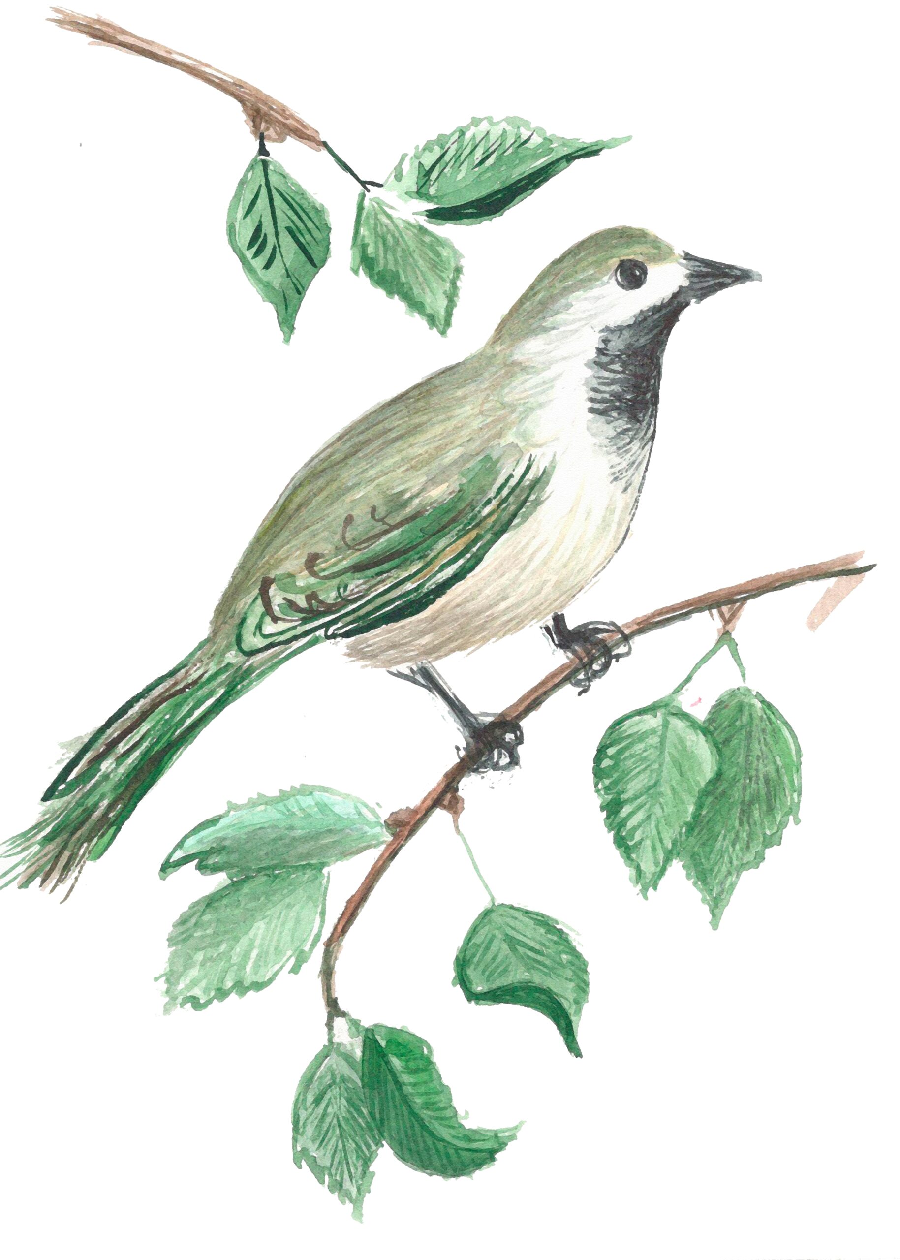 Bird,On,A,Branch,Of,A,Tree,Illustration,Animal,Postcard