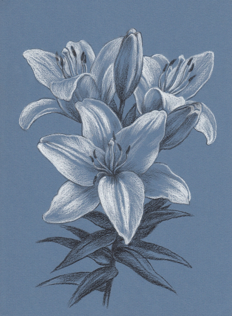 Fototapeta-Kwiat-Lilii-w-Blekicie-184407260