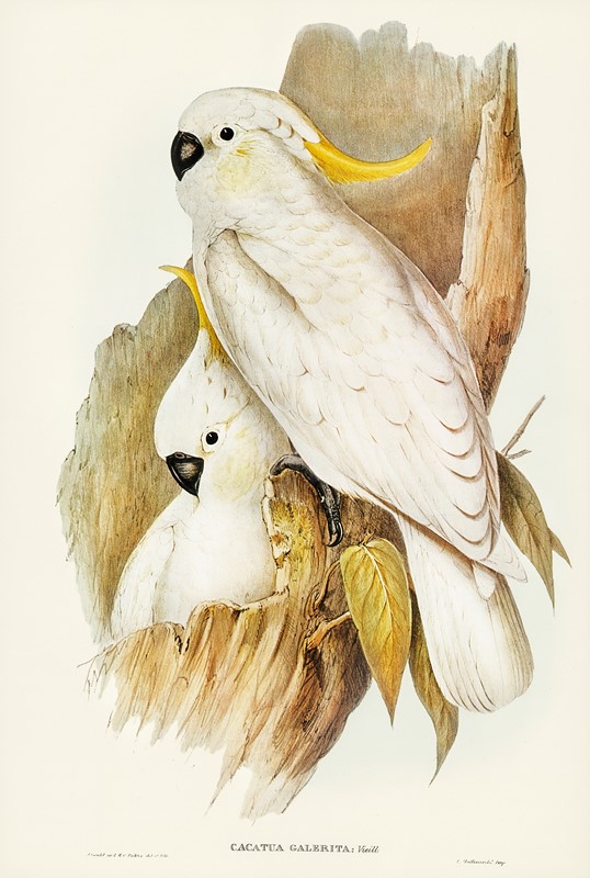 Crested,Cockatoo,Illustrated,By,Elizabeth,Gould,,Birds,Of,Australia,Vintage